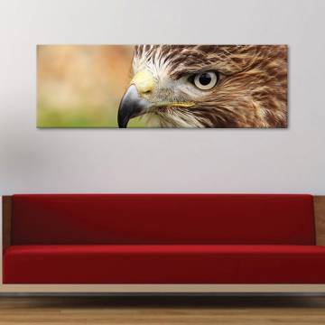 Eagle eye - sas szem - vászonkép