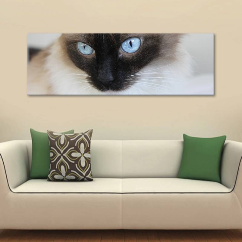 Kék macska szemek vászonkép