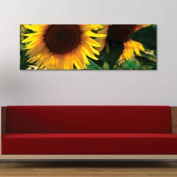 Turn sunflower - napraforgó vászonkép