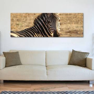 Proud zebra - büszke zebra vászonkép