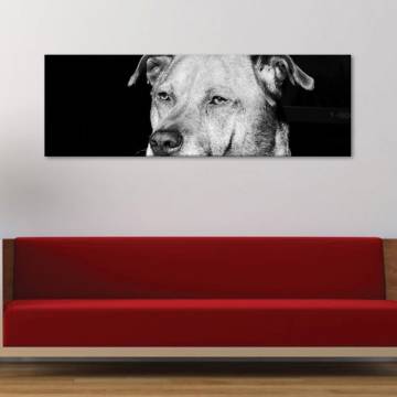 Kutya szemében vászonkép