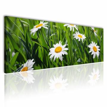 Kamilla virág mező vászonkép