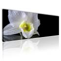 Fehér orchidea vászonkép