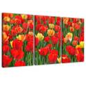 Gyönyörű tulipánok három részes vászonkép