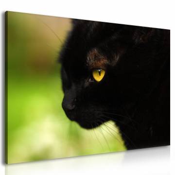 Fekete macska vászonkép